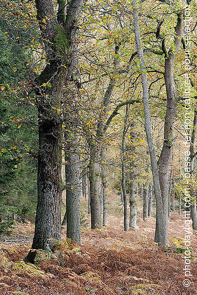 bois en automne